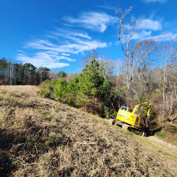 Tree Clearing