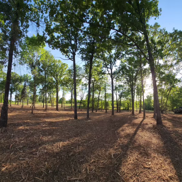 forestry_mulching_project Wooded area that has recent maintenance by Fire-Skid Services